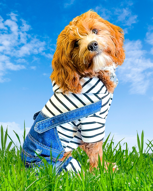 Distressed Denim Dog Overalls w/ Shirt