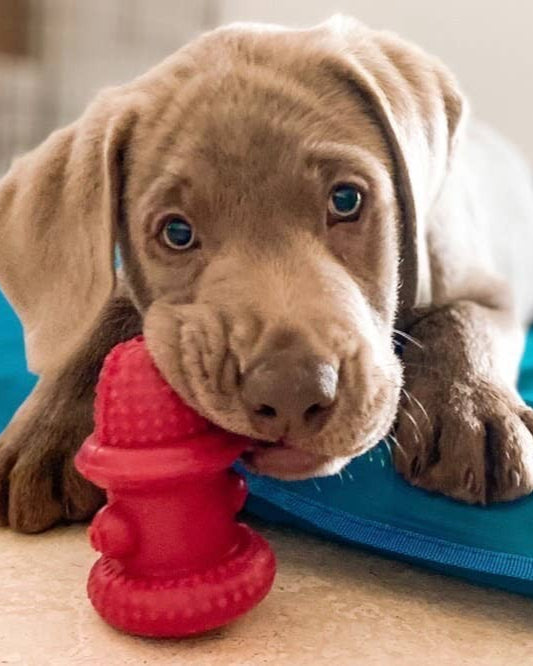 cute puppy playing with red fire hydrant dog toy