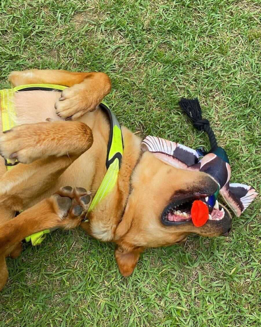 dog plays with spunky pup fly and fetch launching dog toy