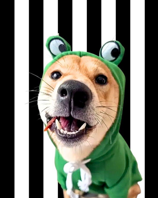 Green frog dog costume hoodie with big eyes on hood.