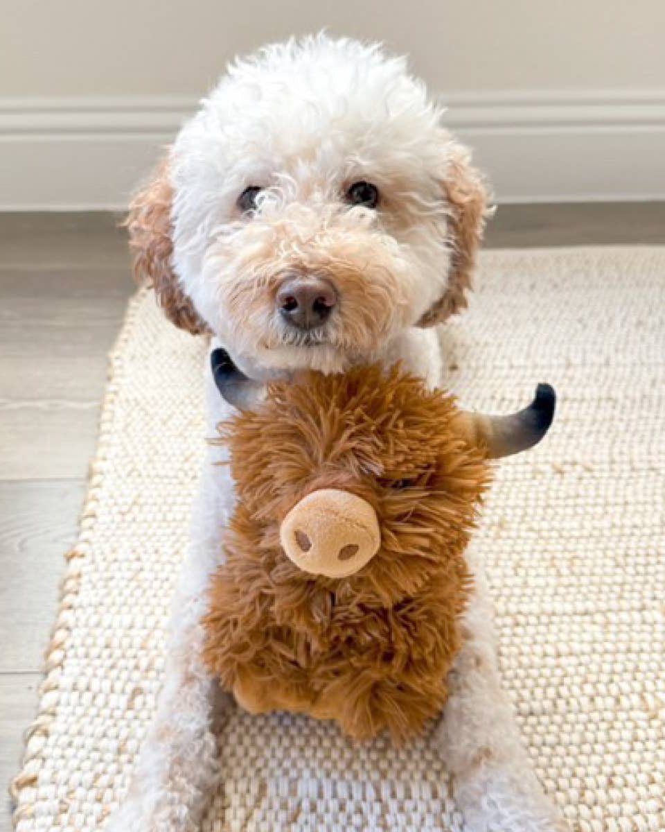 poodle with plush dog toy highland cow interactive