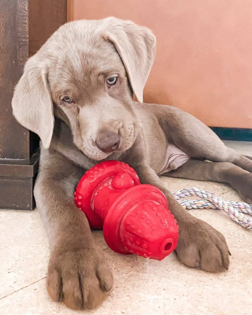 puppy playing with spunky pup red fire hydrant rubber treat dispensing dog toy