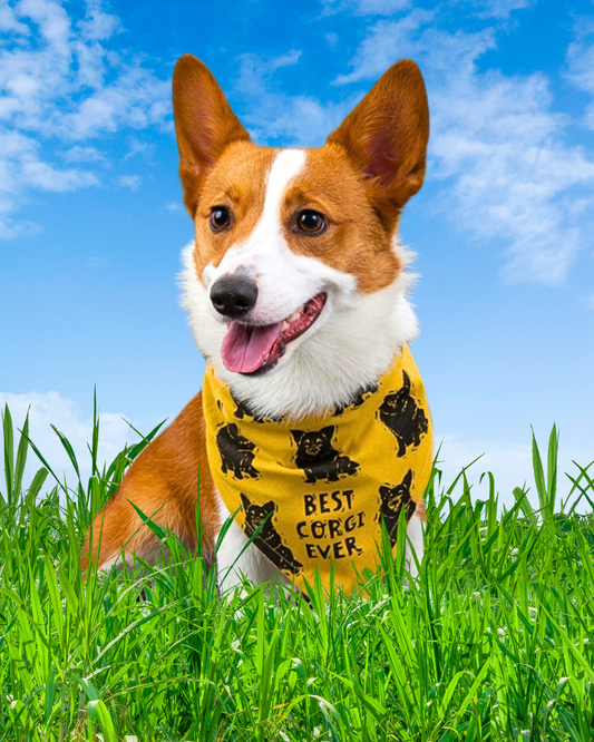 Corgi wearing the best corgi ever bandana. It says love my human on the other side. 