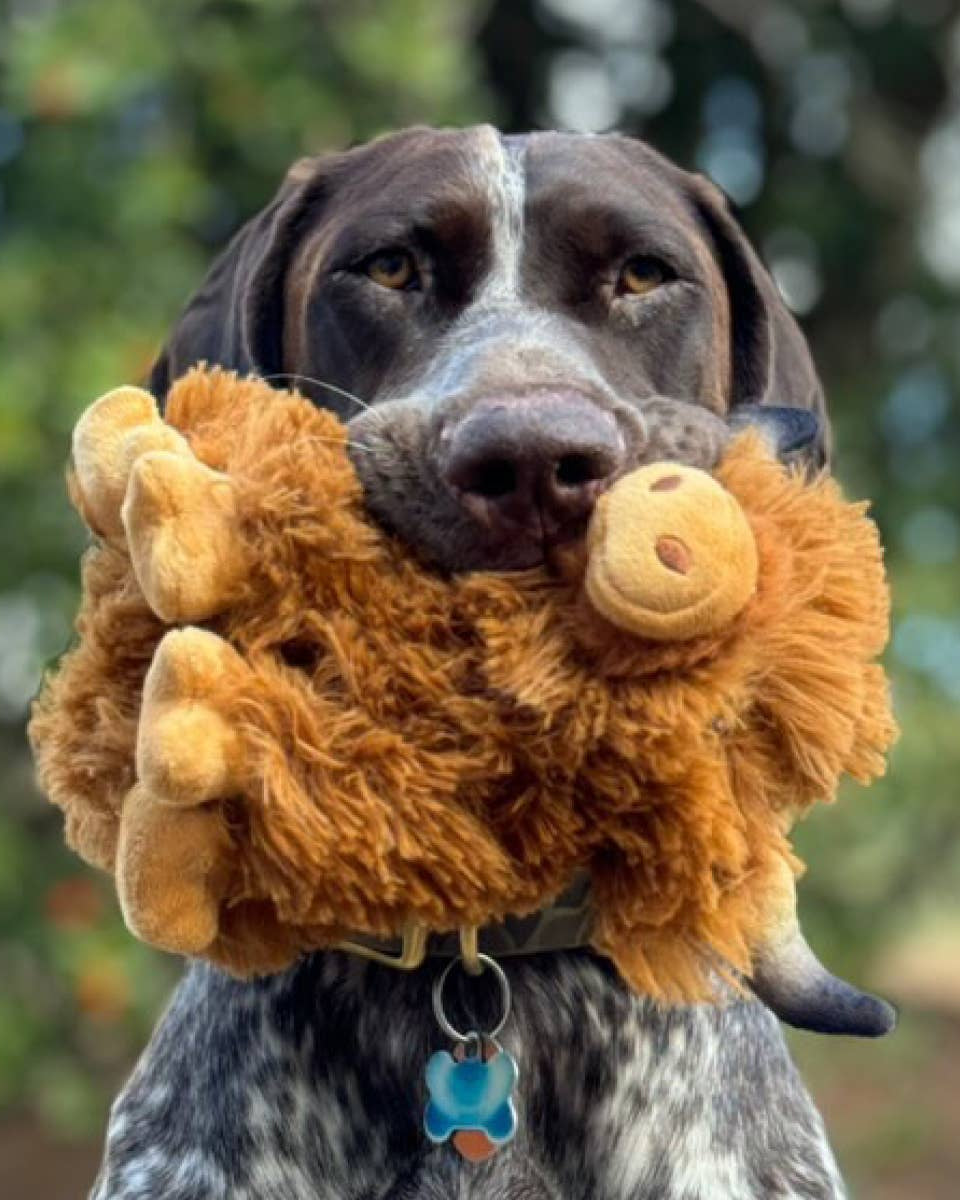 dog with plush dog toy highland cow interactive